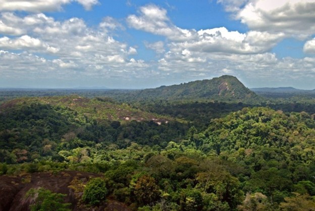 The amazon rainforest.